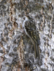 Brown Creeper